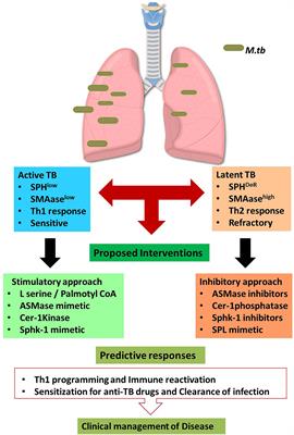 Sphingolipids, mycobacteria and host: Unraveling the tug of war